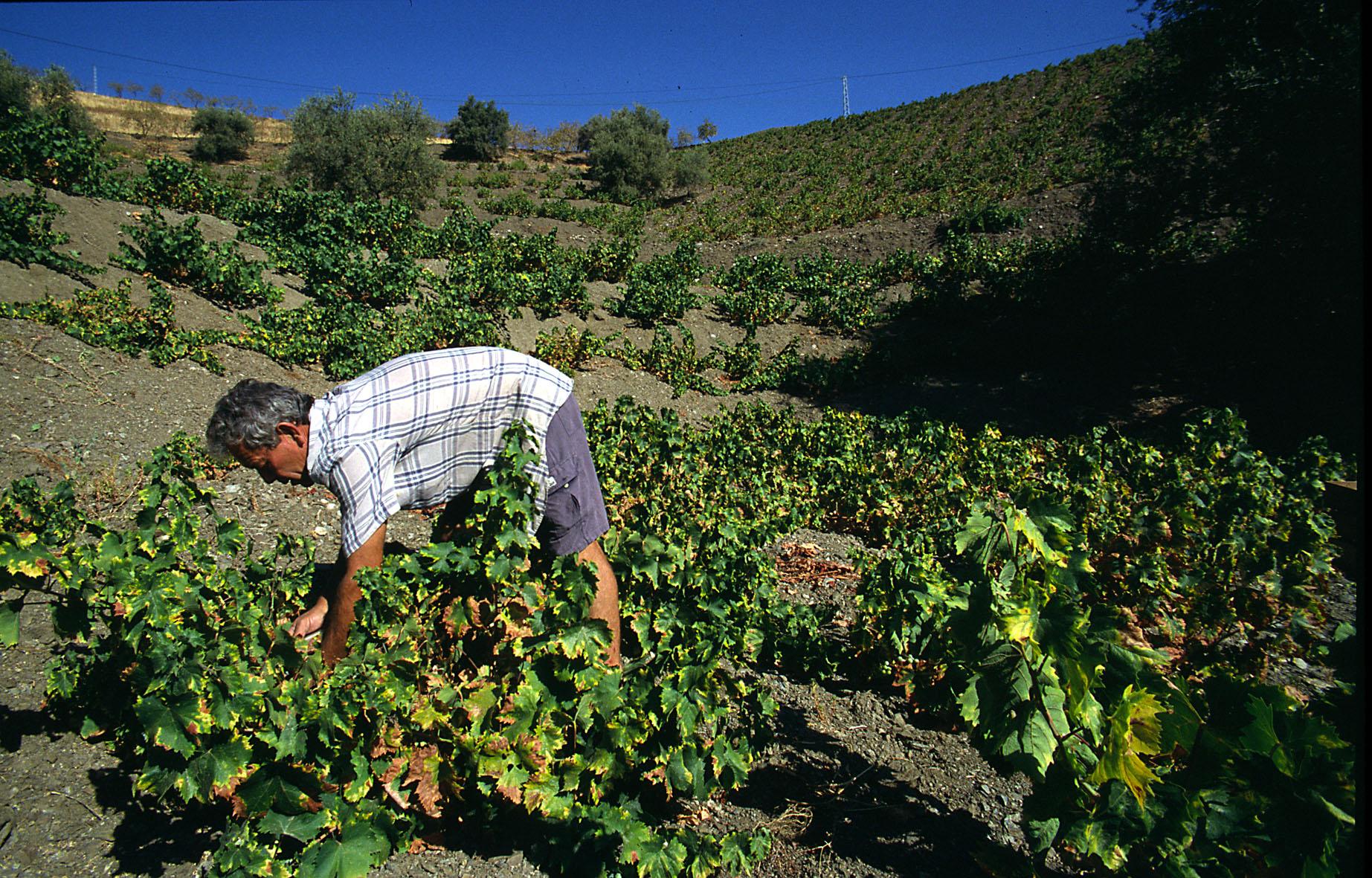 EL AVANCE DEL PÓDCAST LA GASTRONOMÍA 25 AGOSTO 2022 EL AVANCE DEL PÓDCAST LA GASTRONOMÍA 25 AGOSTO 2022