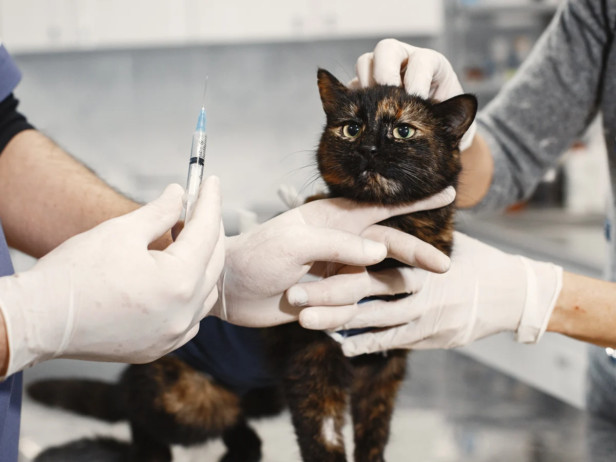 puerta tenaz Supone Una vacuna experimental contra el Covid resulta eficaz en sus primeros  ensayos en gatos | Onda Cero Radio