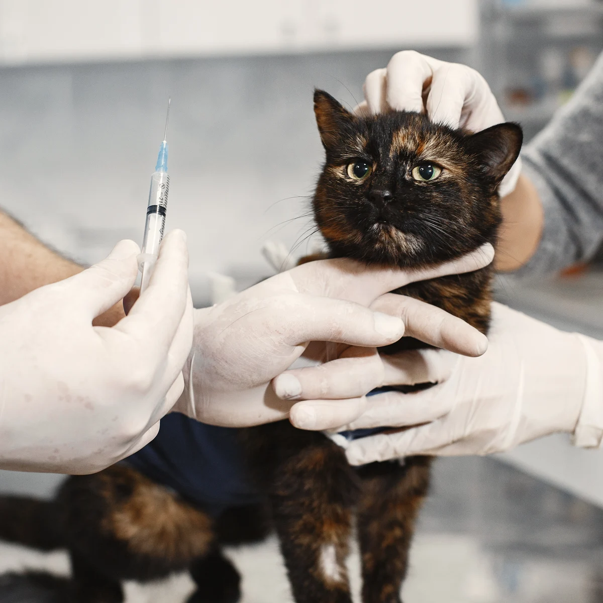 Profesor golpear Las bacterias Una vacuna experimental contra el Covid resulta eficaz en sus primeros  ensayos en gatos | Onda Cero Radio