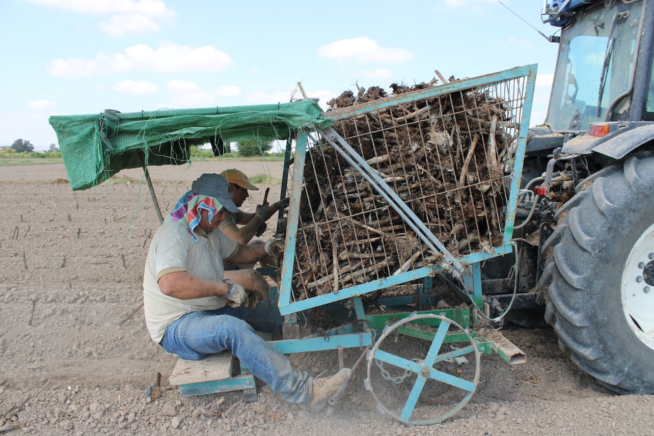Antonio Ángel Hurtado, Presidente de Alcachofa Vega Baja, "Más de 2.000 Ha. se han plantado ya esta campaña" Antonio Ángel Hurtado, Presidente de Alcachofa Vega Baja, "Más de 2.000 Ha. se han plantado ya esta campaña"