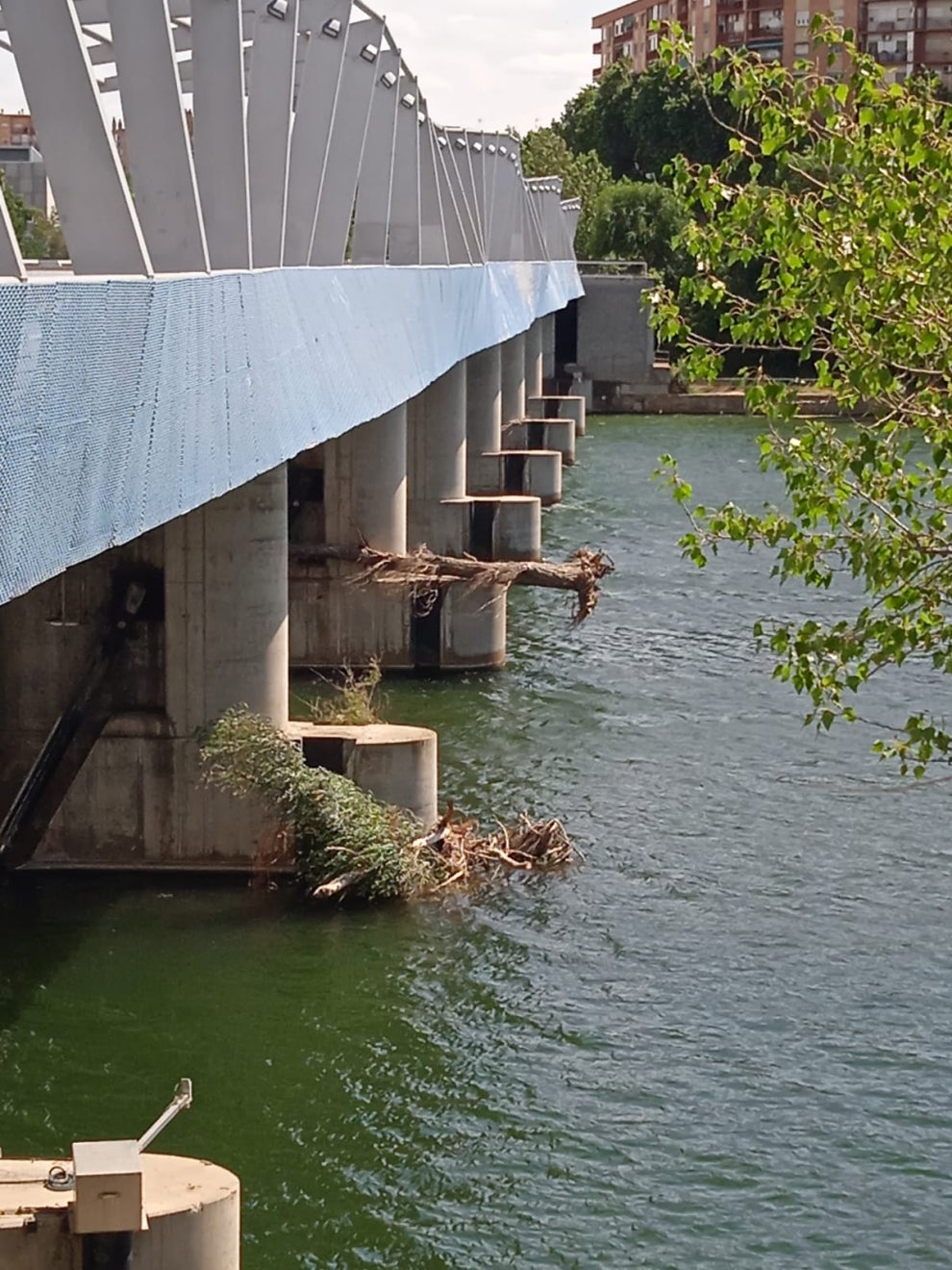 Los troncos se acumulan en los puentes del Ebro y perjudica a los deportistas Los troncos se acumulan en los puentes del Ebro y perjudica a los deportistas