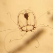 Investigadores españoles descifran el genoma la medusa inmortal capaz de revertir su ciclo vital