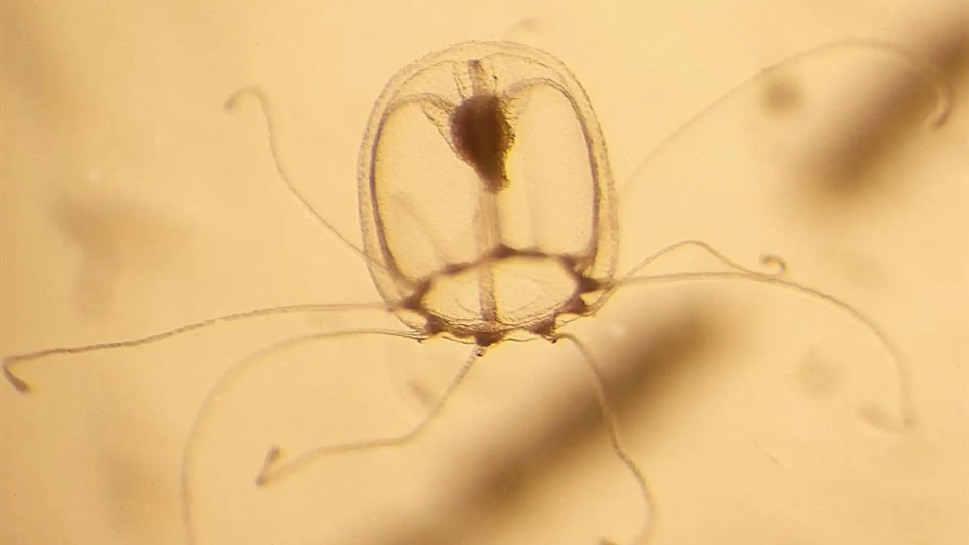 Investigadores españoles descifran el genoma la medusa inmortal capaz de revertir su ciclo vital