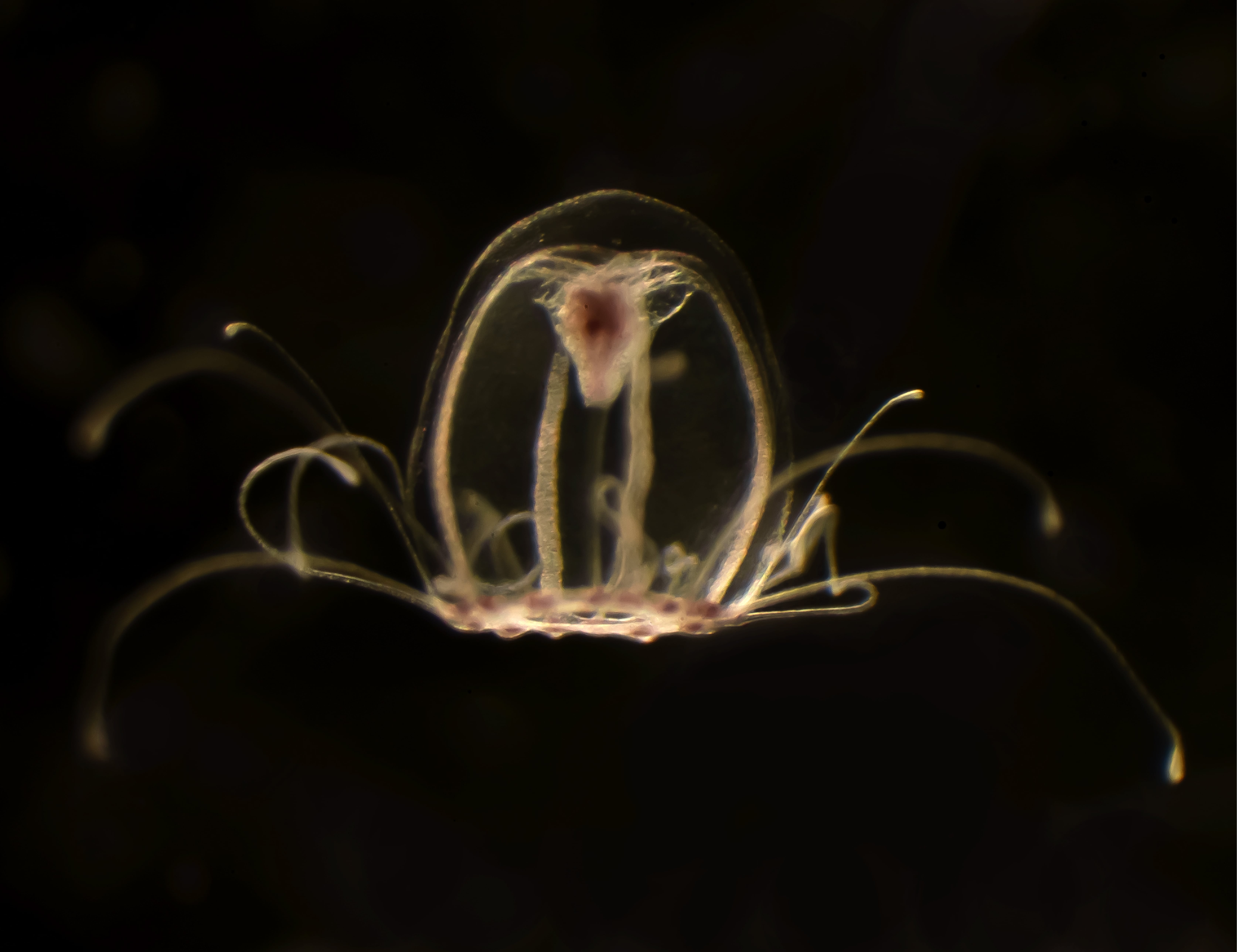 La medusa inmortal desvela las claves del rejuvenecimiento: "Es capaz de silenciar unos genes y activar otros para volver atrás en el tiempo" La medusa inmortal desvela las claves del rejuvenecimiento: "Es capaz de silenciar unos genes y activar otros para volver atrás en el tiempo"
