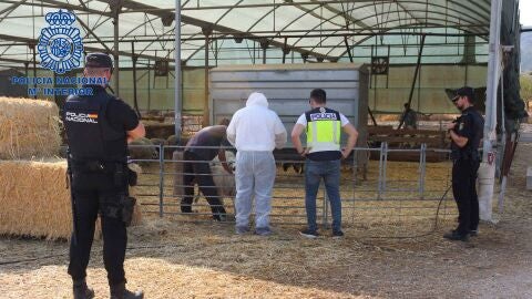 Detenidos dos ganaderos por explotar a trabajadores inmigrantes con jornadas laborales de hasta 24 horas Detenidos dos ganaderos por explotar a trabajadores inmigrantes con jornadas laborales de hasta 24 horas
