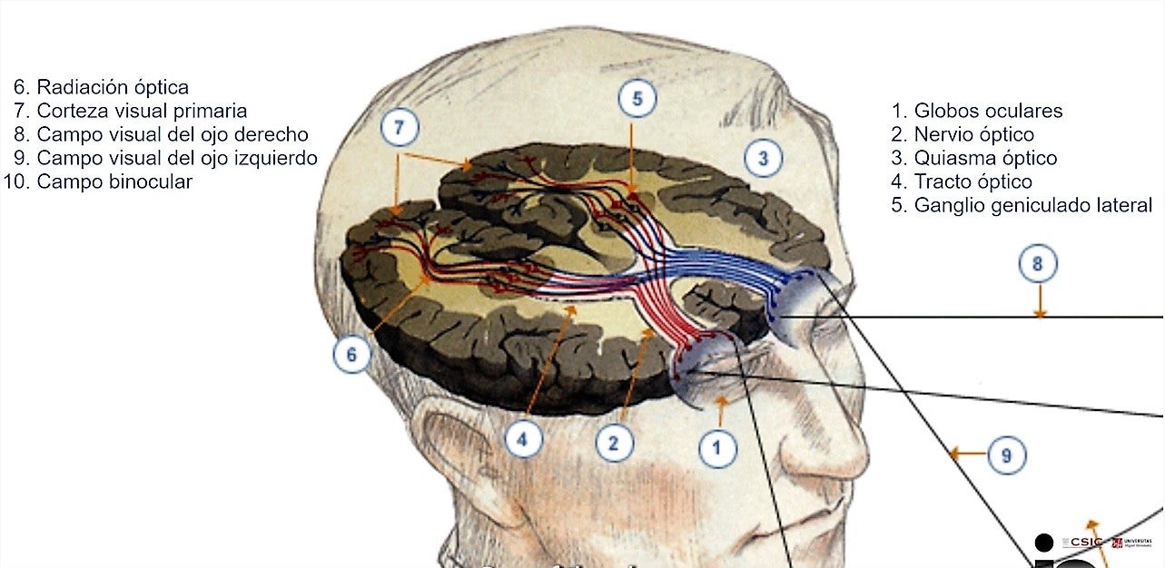 Científicos del Instituto de Neurociencias de la UMH de Elche identifican nuevas proteínas implicadas en la formación de los circuitos neuronales Científicos del Instituto de Neurociencias de la UMH de Elche identifican nuevas proteínas implicadas en la formación de los circuitos neuronales