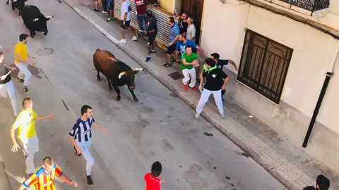 Almassora exhibirá 19 toros durante las fiestas del Roser