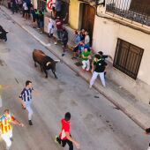 Almassora exhibirá 19 toros durante las fiestas del Roser