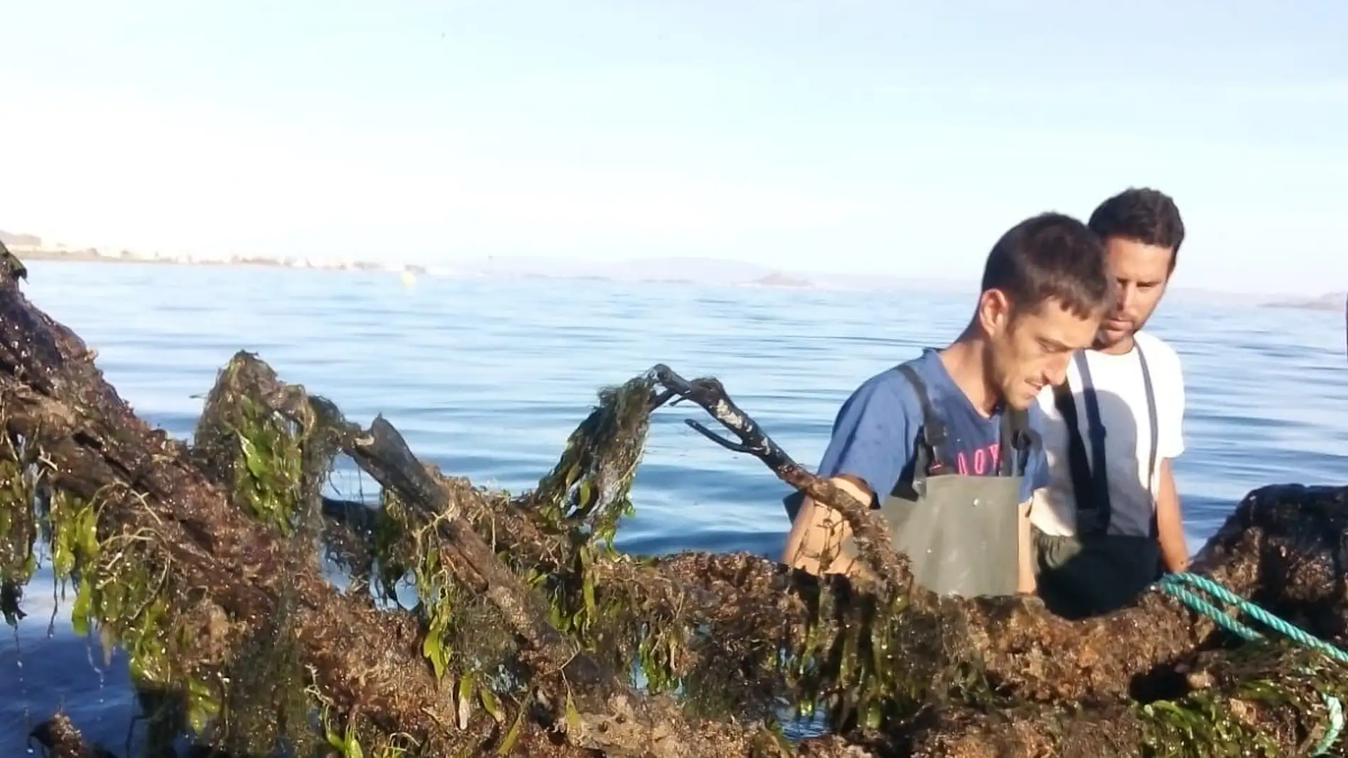 La Comunidad Autónoma ha retirado más de 18 toneladas de algas del Mar Menor en lo que va de año
