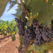 Uvas de la DO Valdepeñas Uvas de la DO Valdepeñas