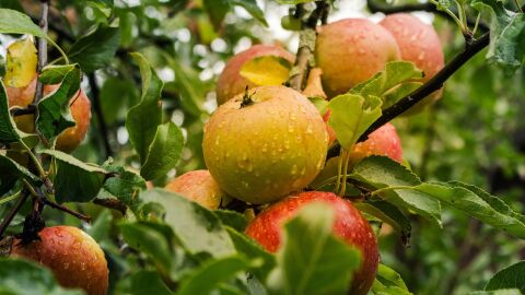 Manzana en un árbol