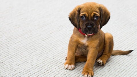 canino