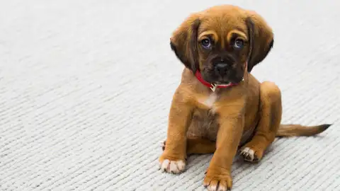 Ángel Osuna, adiestrador canino: "La educación de los cachorros, con mucha paciencia, debe comenzar inmediatamente" canino