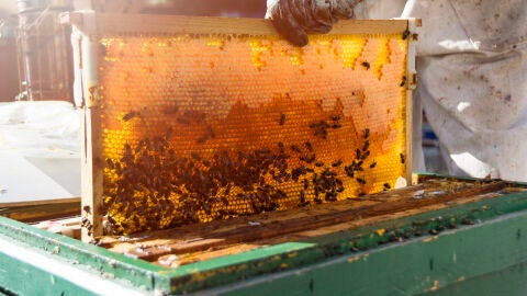 Imagen de archivo de la producci&oacute;n de miel. 