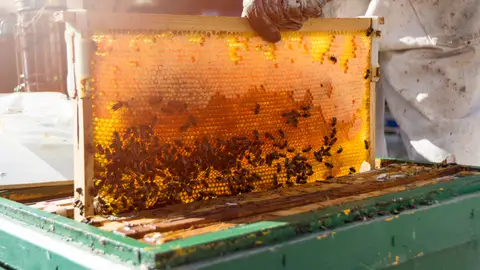 Imagen de archivo de la producción de miel. Imagen de archivo de la producción de miel.