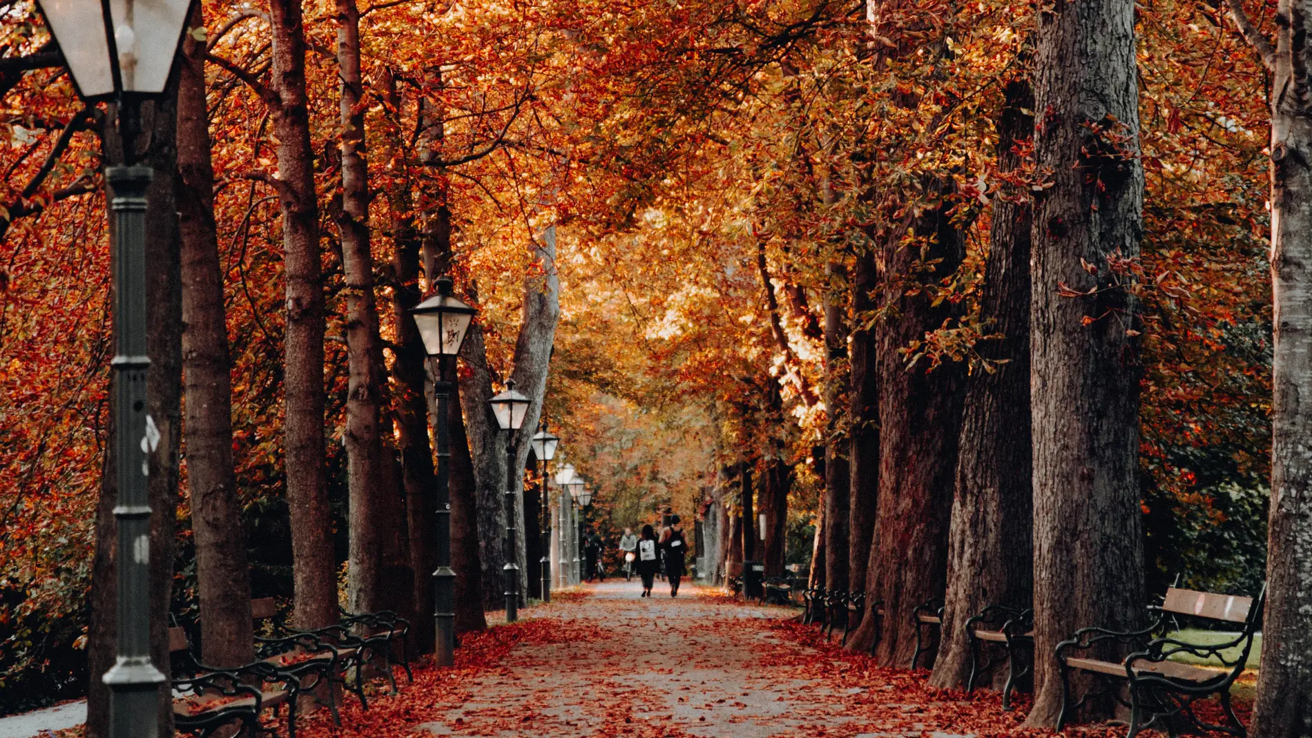 Dos personas caminan entre árboles con hojas otoñales en una imagen de archivo/ Unsplash