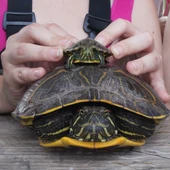 tortugas emys tortugas emys