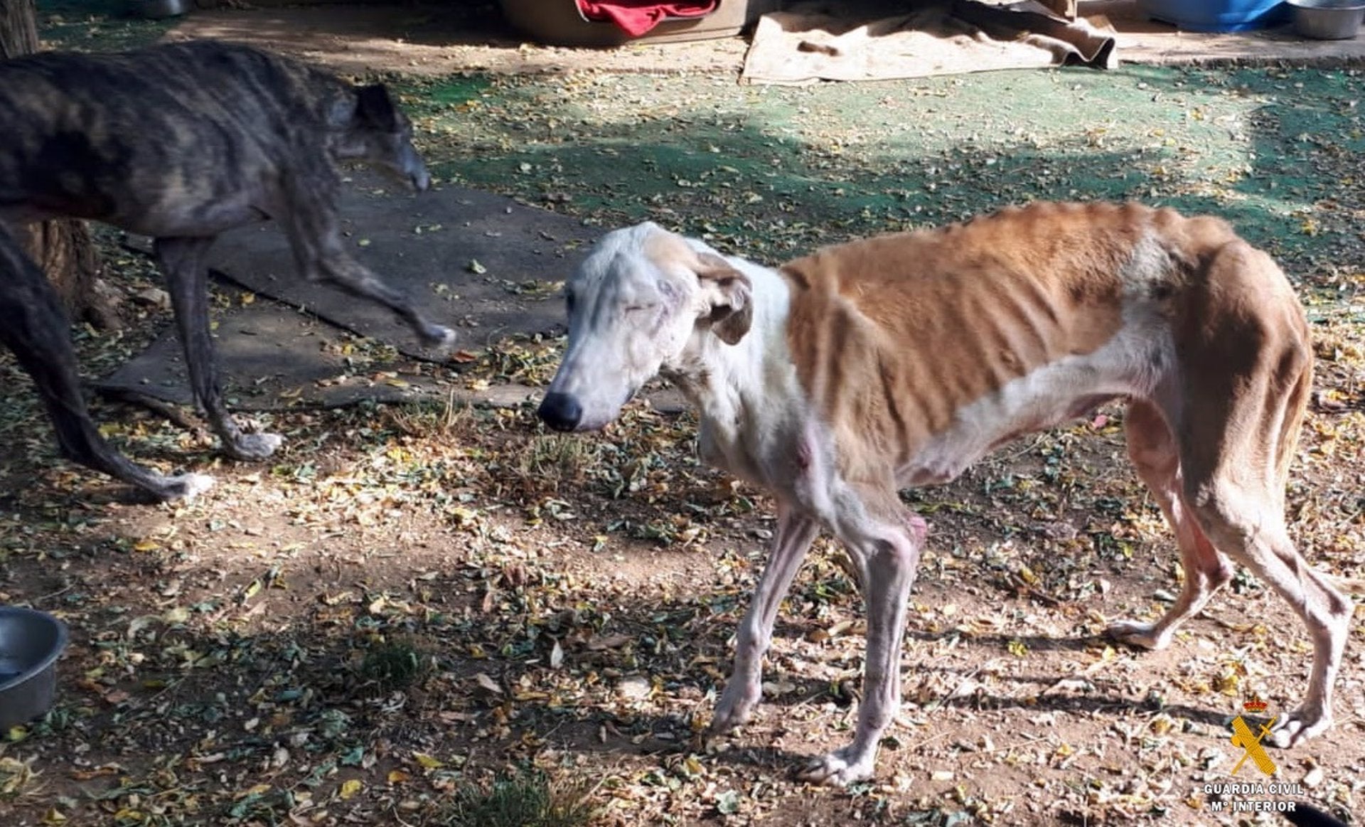 Investigan un refugio de animales abandonados por un presunto delito de maltrato Investigan un refugio de animales abandonados por un presunto delito de maltrato