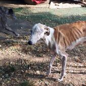Investigan un refugio de animales abandonados por un presunto delito de maltrato