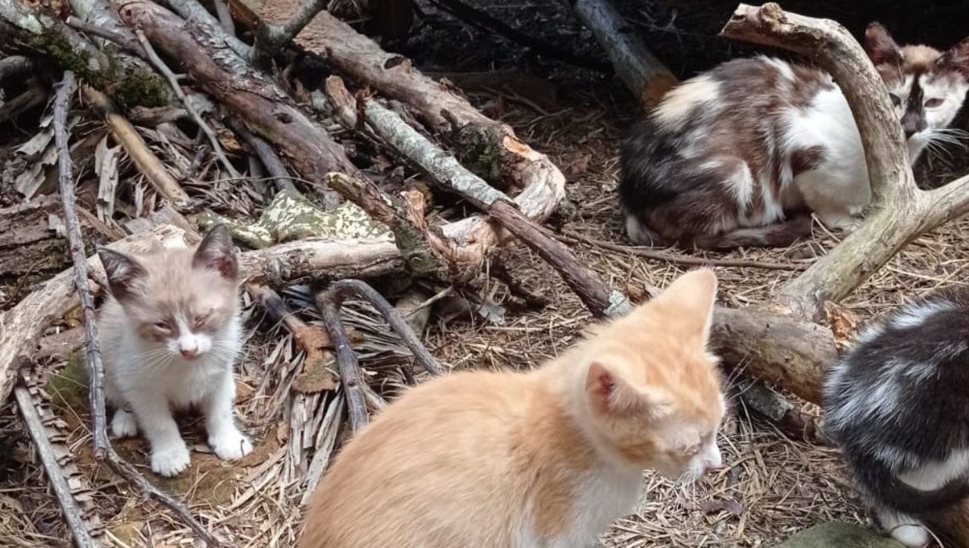 La protectora de animales alerta del incremento de maltrato y muertes de gatos en Piloña La protectora de animales alerta del incremento de maltrato y muertes de gatos en Piloña