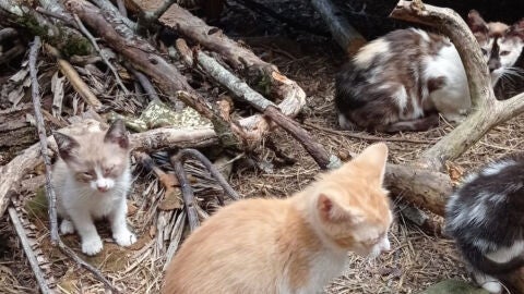 Gatos