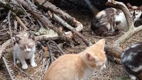 Gatos Gatos