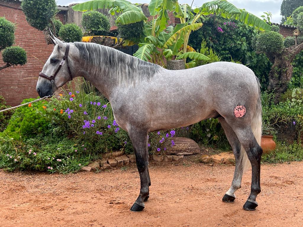 Luno, il caballino rampante di Gran Canaria: "Quizás se me paso por alto que viviendo en una isla, muy lejos no iba a llegar" Luno, il caballino rampante di Gran Canaria: "Quizás se me paso por alto que viviendo en una isla, muy lejos no iba a llegar"