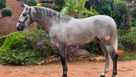 caballo