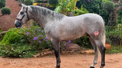 caballo caballo