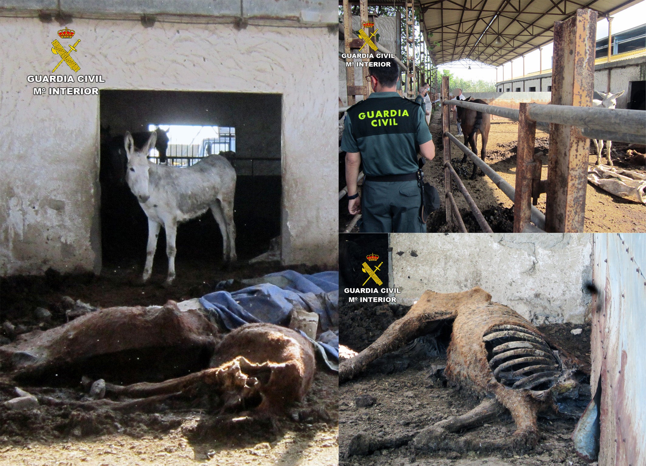 Investigado el propietario de una finca en la que convivían caballos en deplorables condiciones con equinos muertos Investigado el propietario de una finca en la que convivían caballos en deplorables condiciones con equinos muertos