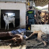Investigado el propietario de una finca en la que convivían caballos en deplorables condiciones con equinos muertos