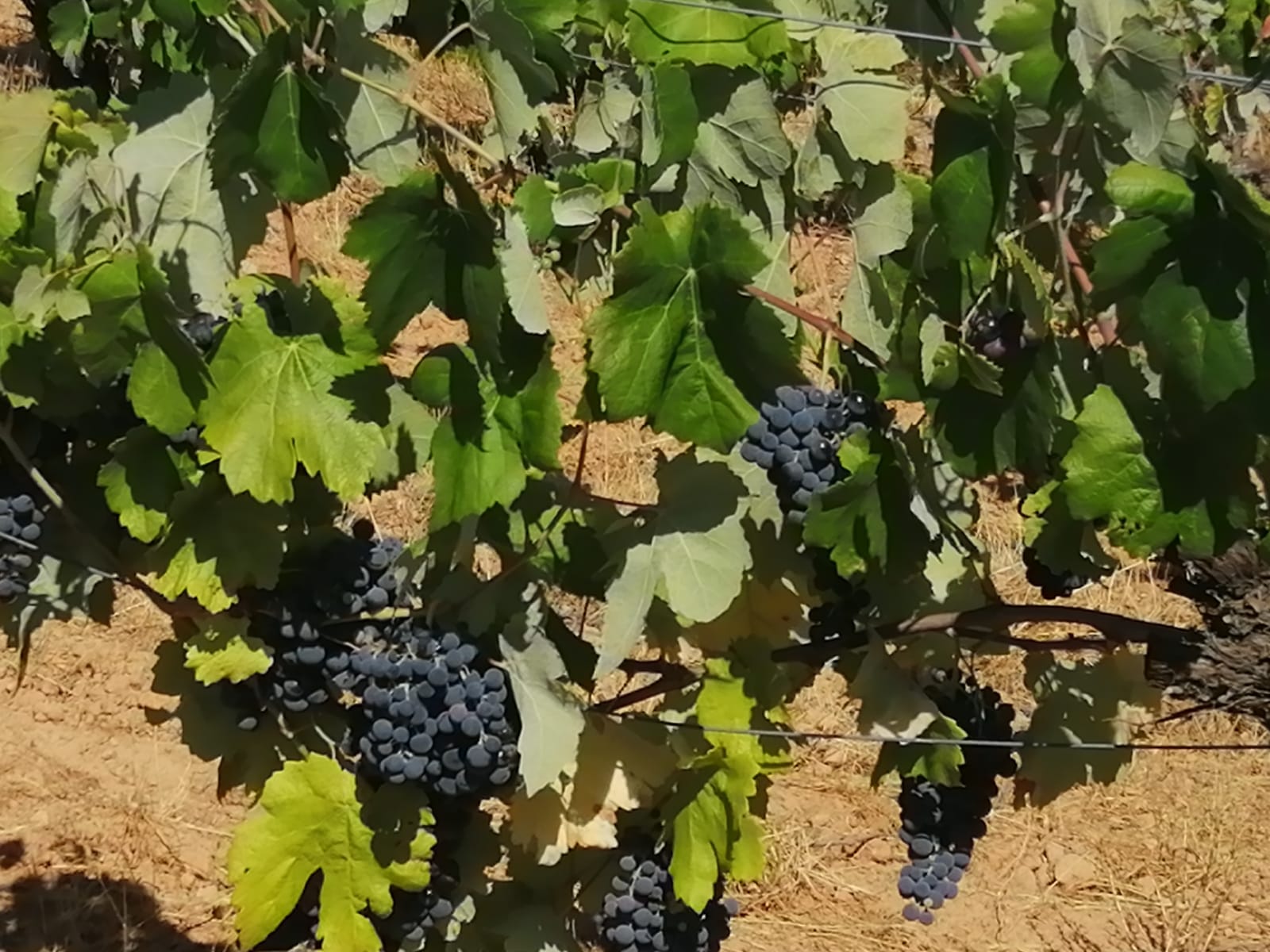 LA UNIÓ prevé una campaña de uva de vinificación con un 30% menos de cosecha LA UNIÓ prevé una campaña de uva de vinificación con un 30% menos de cosecha
