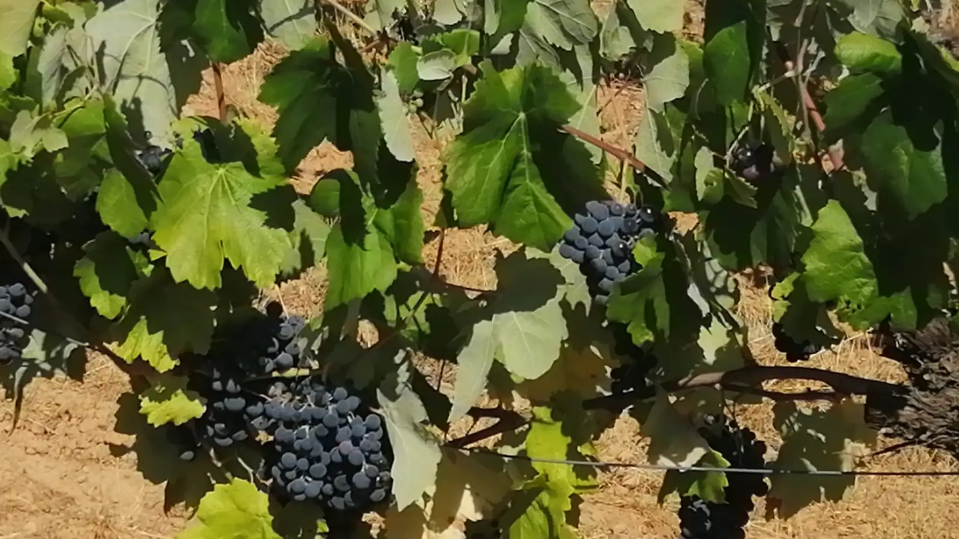 LA UNIÓ prevé una campaña de uva de vinificación con un 30% menos de cosecha 