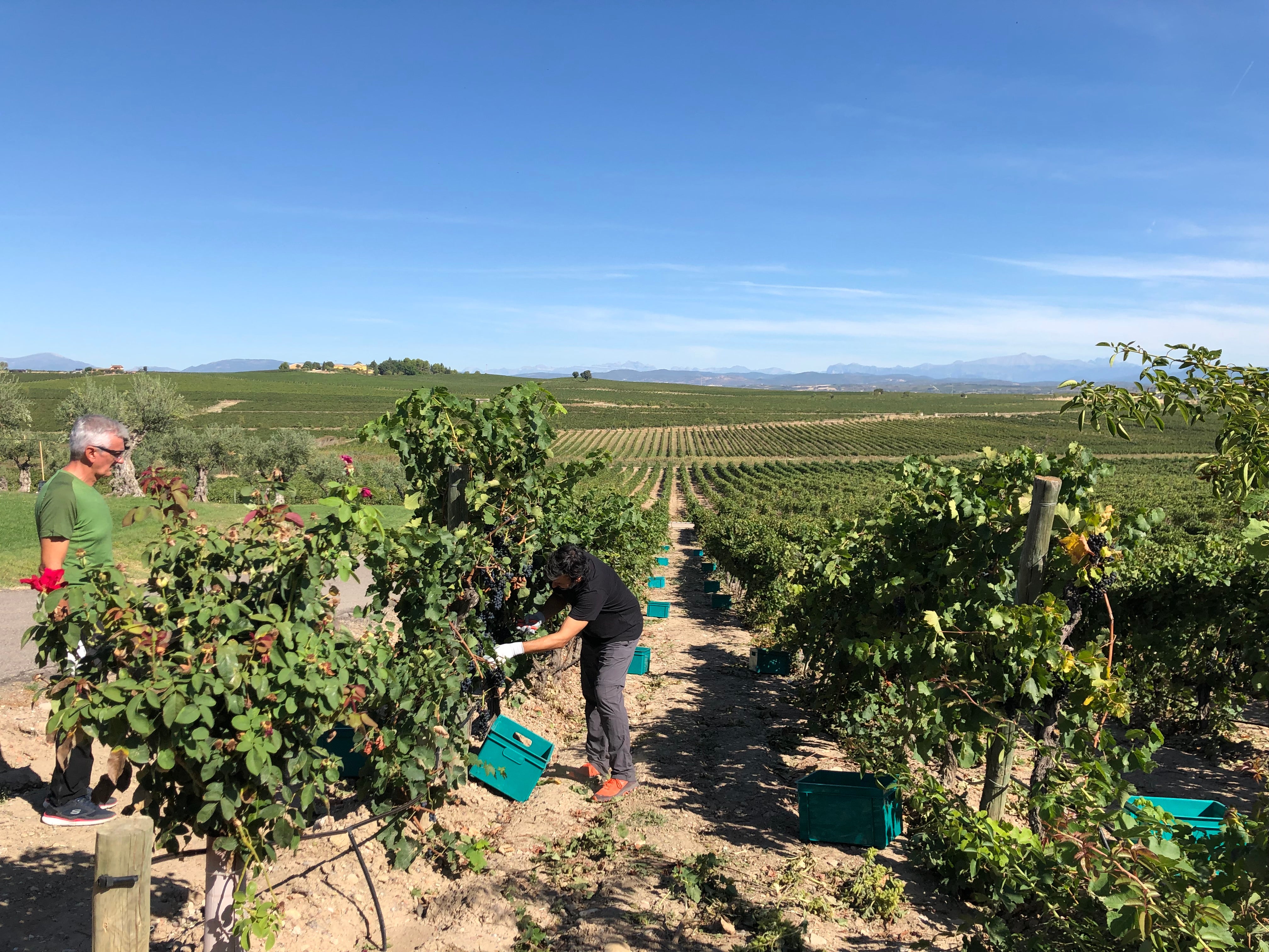La experiencia única de recoger y pisar las uvas en vendimia La experiencia única de recoger y pisar las uvas en vendimia