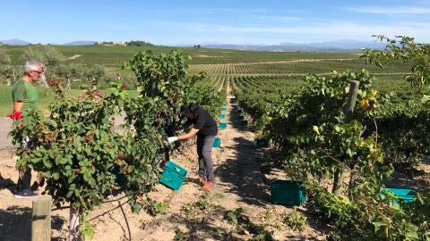 Vendimia en Bodega LAUS