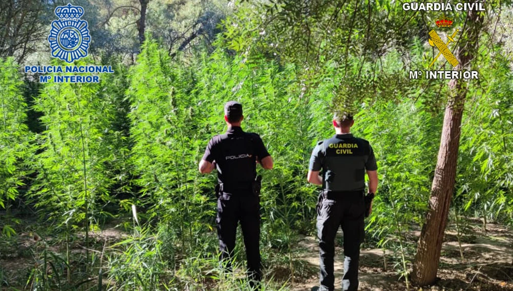 Los agentes encontraron 2.300 plantas de marihuana