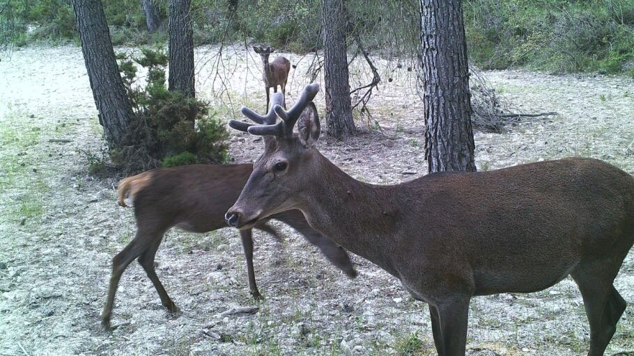 Ciervo avistado en la monta&ntilde;a de Alicante