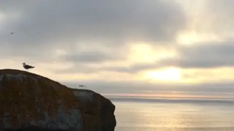 gaviota en Cíes gaviota en Cíes