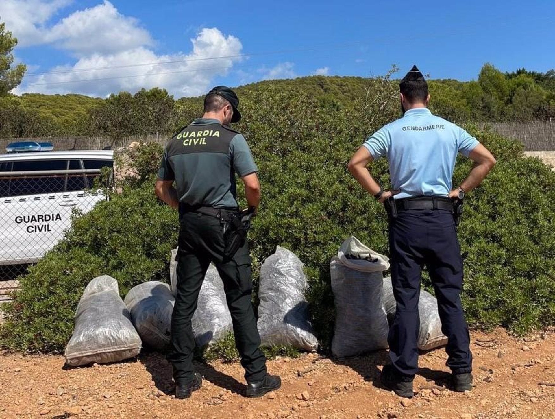 Detenidas cinco personas mientras robaban algarrobas en fincas de Calvià y Llucmajor Detenidas cinco personas mientras robaban algarrobas en fincas de Calvià y Llucmajor