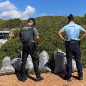 Detenidas cinco personas mientras robaban algarrobas en fincas de Calvià y Llucmajor