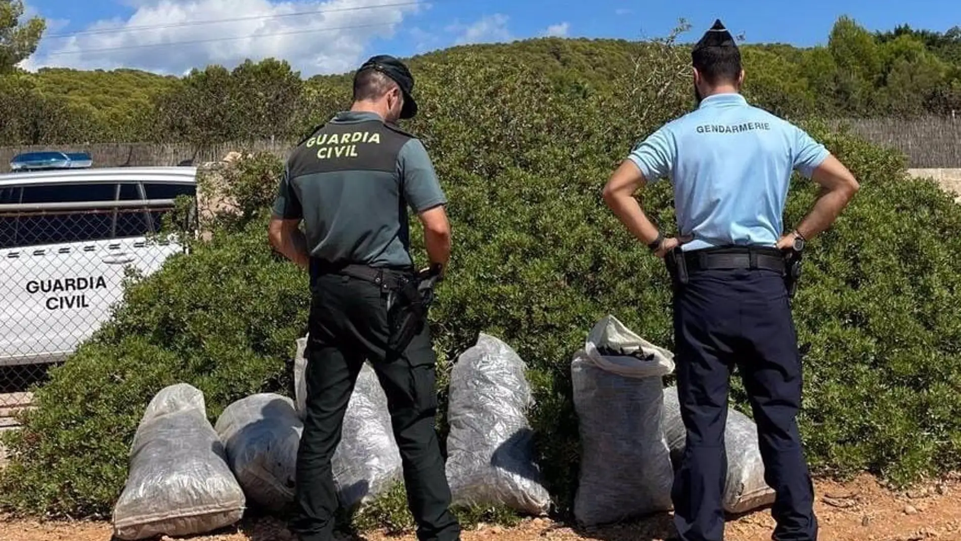 Detenidas cinco personas mientras robaban algarrobas en fincas de Calvià y Llucmajor