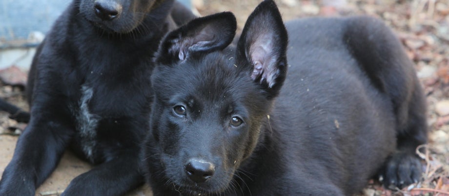 Ángel Osuna, adiestrador canino, sobre el Pastor Belga Malinoise Negro, un perro de moda Ángel Osuna, adiestrador canino, sobre el Pastor Belga Malinoise Negro, un perro de moda
