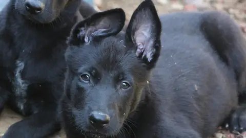 Ángel Osuna, adiestrador canino, sobre el Pastor Belga Malinoise Negro, un perro de moda can