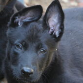 Ángel Osuna, adiestrador canino, sobre el Pastor Belga Malinoise Negro, un perro de moda   