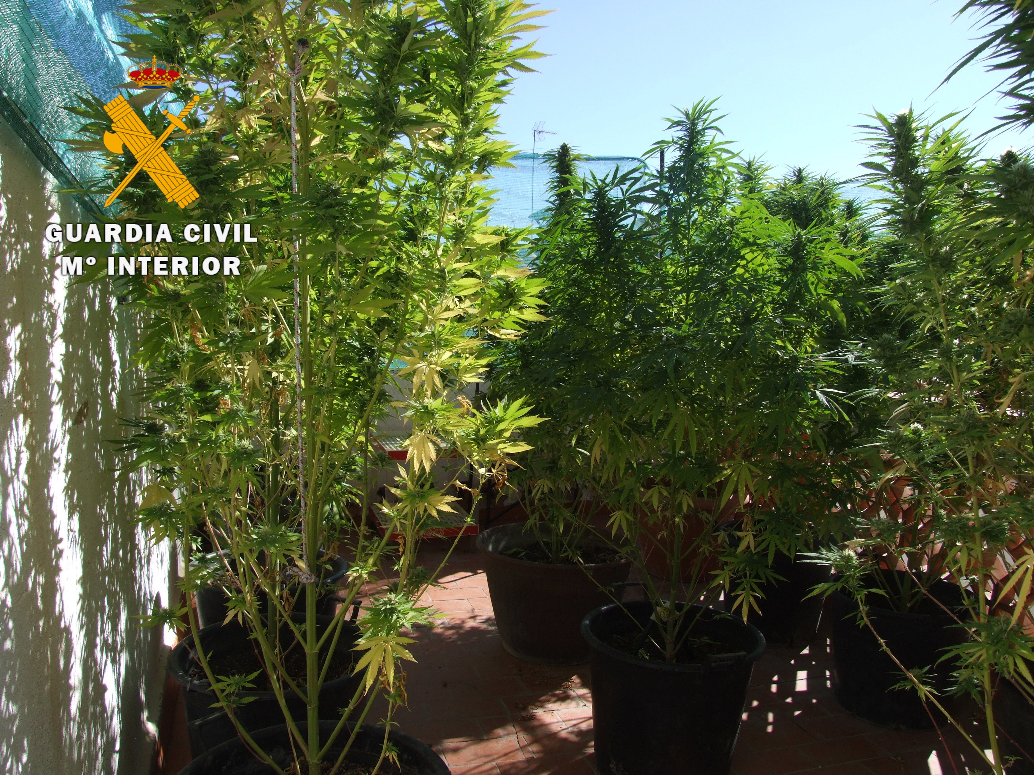Investigado por la posesión de una plantación de marihuana de la que podrían haber salido 6.000 dosis Investigado por la posesión de una plantación de marihuana de la que podrían haber salido 6.000 dosis