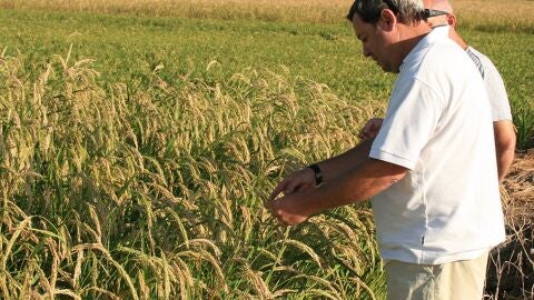 Siega del arroz