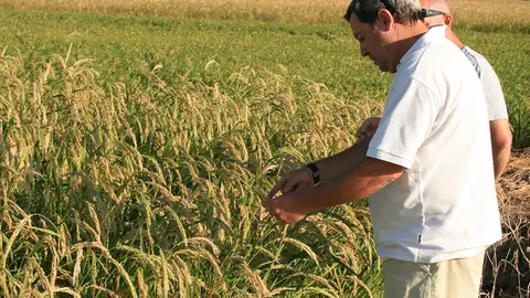 Siega del arroz Siega del arroz