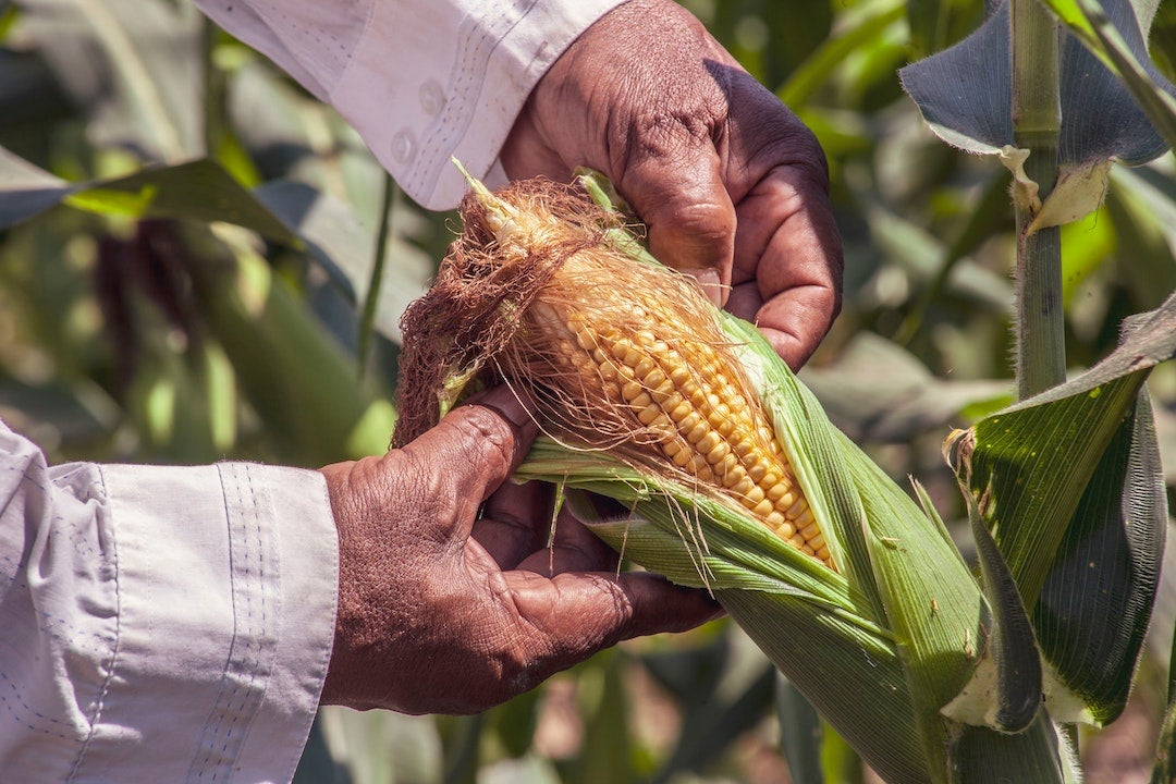 Cómo cultivar el maíz como lo hacían los aztecas