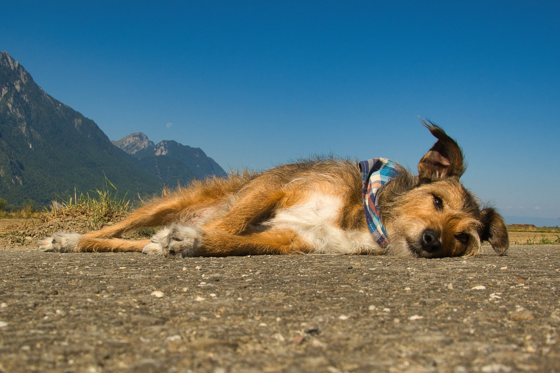 Adopta en JELO: Kie, el superperro que busca un hogar Adopta en JELO: Kie, el superperro que busca un hogar