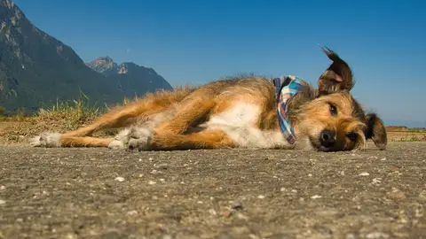 Un perro podenco descansa en una imagen de archivo Un perro podenco descansa en una imagen de archivo/ Pixabay
